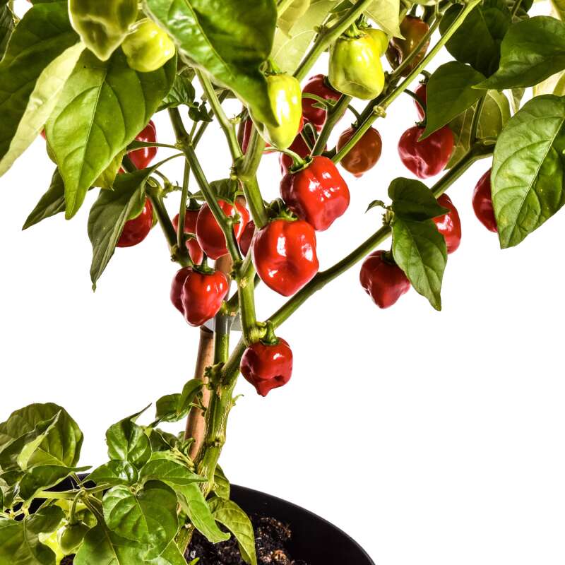 Chili Red Savina - Capsicum chinense - Samen