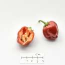 Chili Red Savina - Capsicum chinense - Samen