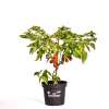 Chili Red Savina - Capsicum chinense - Samen