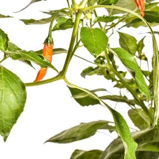 Chili Red Tip - Capsicum baccatum - Samen