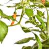 Chili Red Tip - Capsicum baccatum - Samen