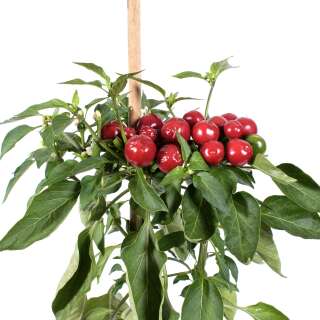 Chili Riviera - Capsicum annuum - Samen