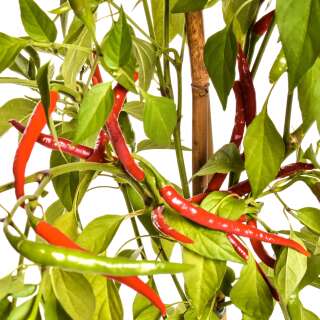 Chili Santaka - Capsicum annuum - Samen