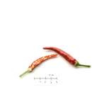 Chili Thai Dragon - Capsicum annuum - Samen