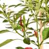 Chili Thai Dragon - Capsicum annuum - Samen