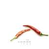 Chili Thai Dragon - Capsicum annuum - Samen