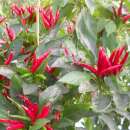 Chili Thai Red Hot - Capsicum annuum - Samen