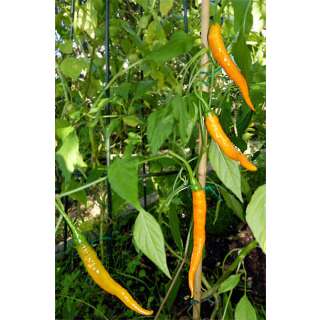 Chili Turuncu Spiral - Capsicum annuum - Samen