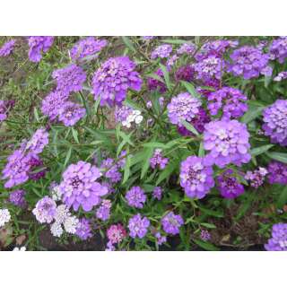 Schleifenblume - Iberis umbellata - Biosamen