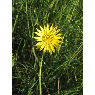 Wiesenbocksbart - Tragopogon pratense - BIOSAMEN