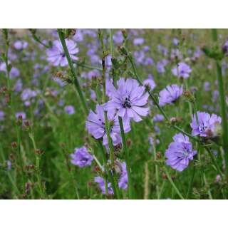 Wegwarte - Cichorium intybus - BIOSAMEN