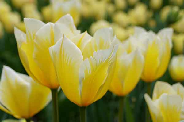 Fosteriana Tulpen