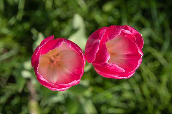 Frühe Tulpen
