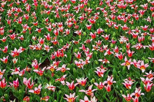 Kaufmanniana Tulpen