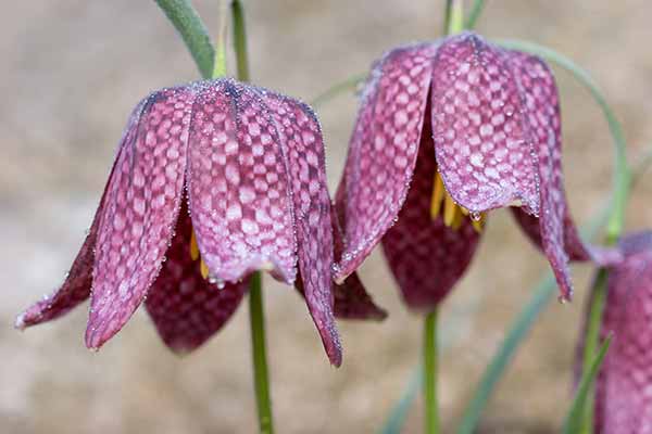 Schachbrettblumen