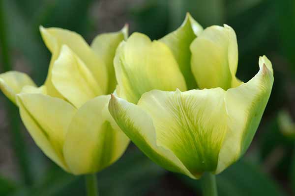 Viridiflora Tulpen