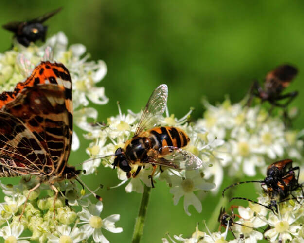 Verschiedene Insekten