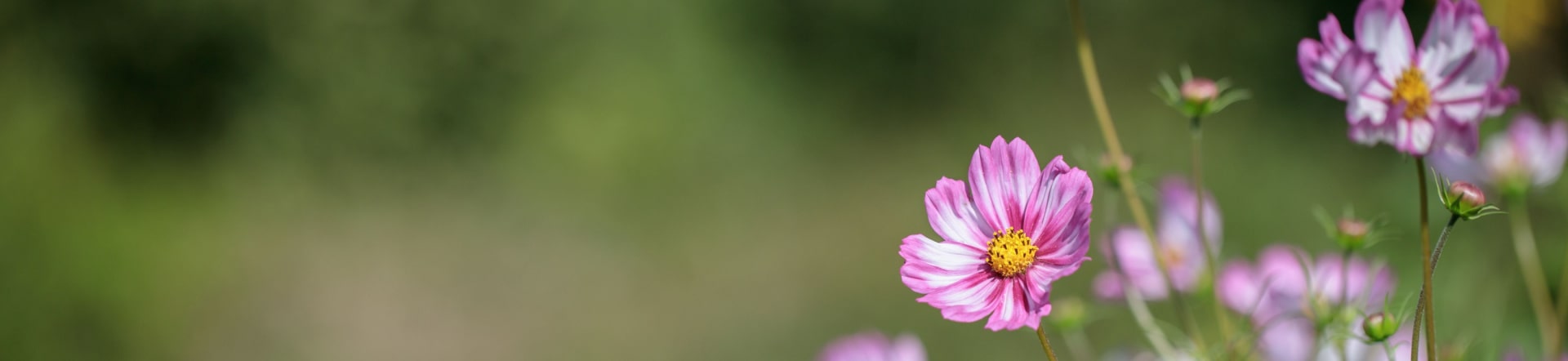 Einjährige Blumen (Cosmos bipinnatus)