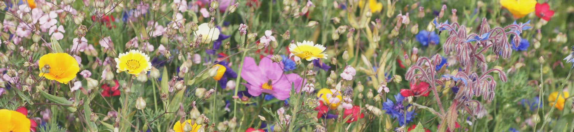 Samenmischungen einjähriger Blumen