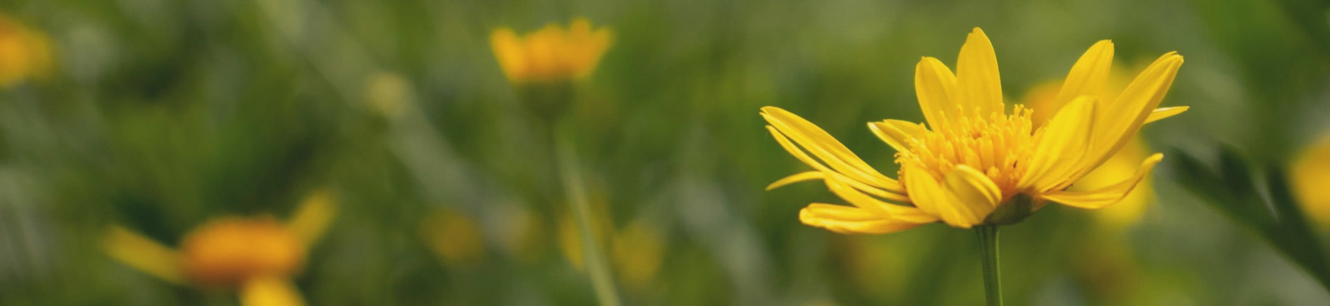 Wildblumensamen (Arnica Montana)