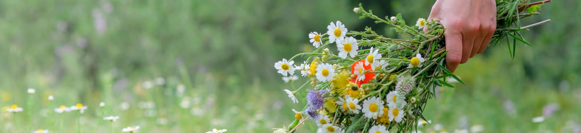 Grossmengen Blumen-Samenmischungen