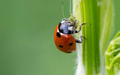 Nützlinge (Adalia bipunctata)