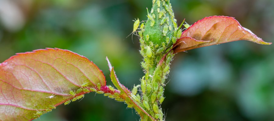 Blattlauskolonie an Rosenknospe