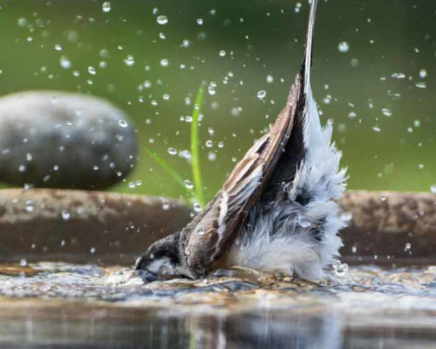 Bachstelze am Baden