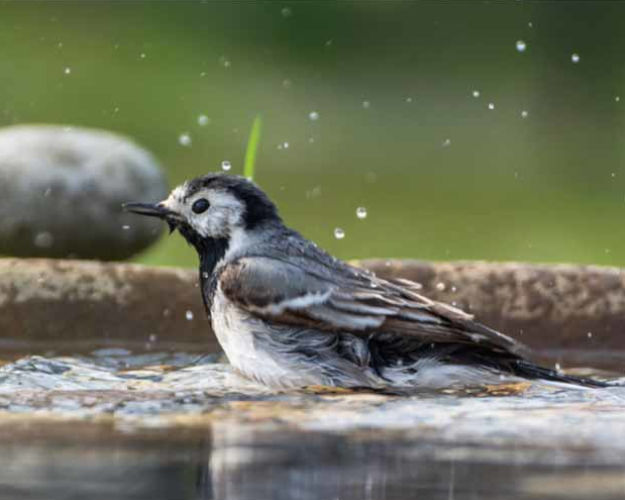 Bachstelze am Baden