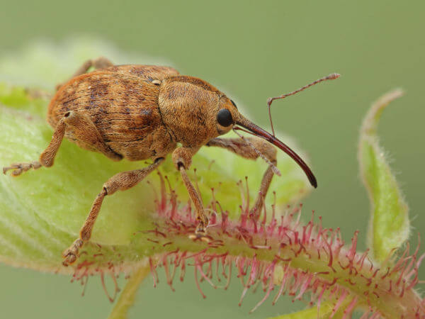 Haselnussbohrer – Käfer