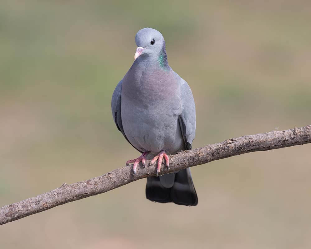 Pigeon colombin (Columba oenas)