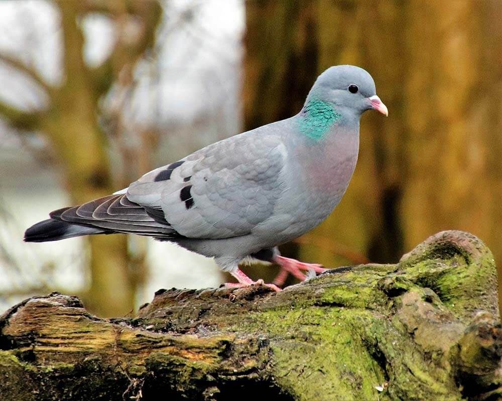 Pigeon colombin (Columba oenas)
