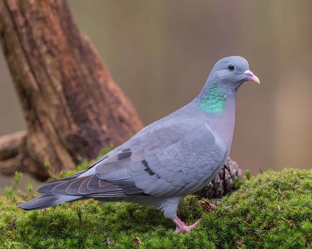 Pigeon colombin (Columba oenas)