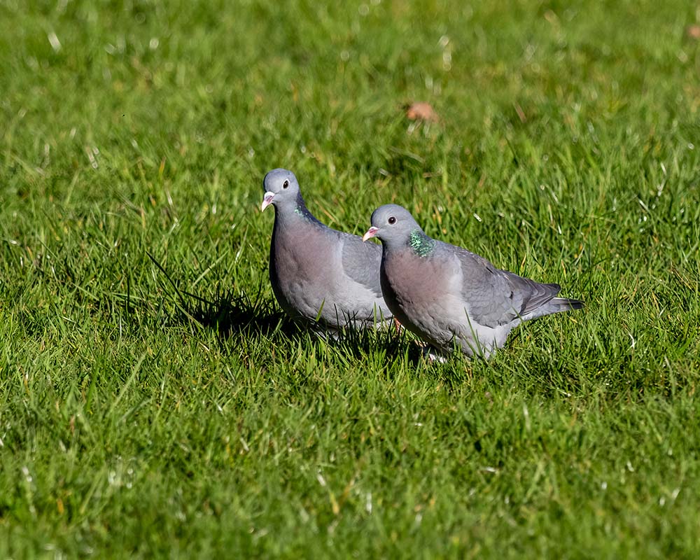 Pigeon colombin (Columba oenas)