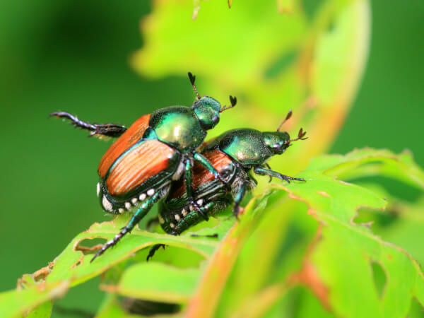 Adulte Japankäfer (Popillia japonica)