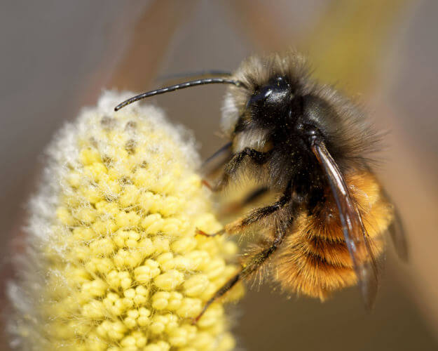 Gehörnte Mauerbiene (Osmia cornuta)