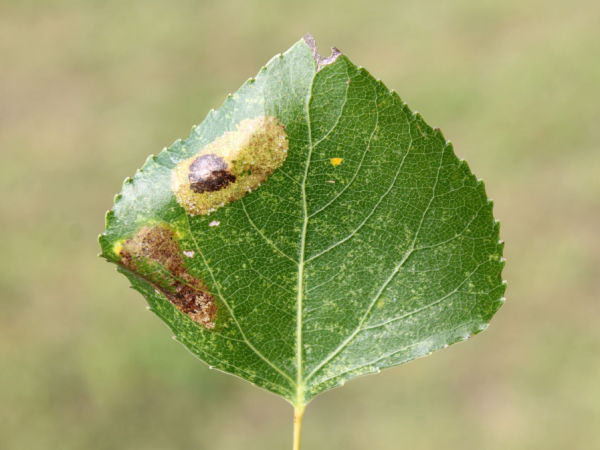 Schadbilder Pappelminiermotte