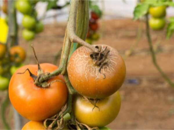 Schadbild Rostmilbe an Tomate
