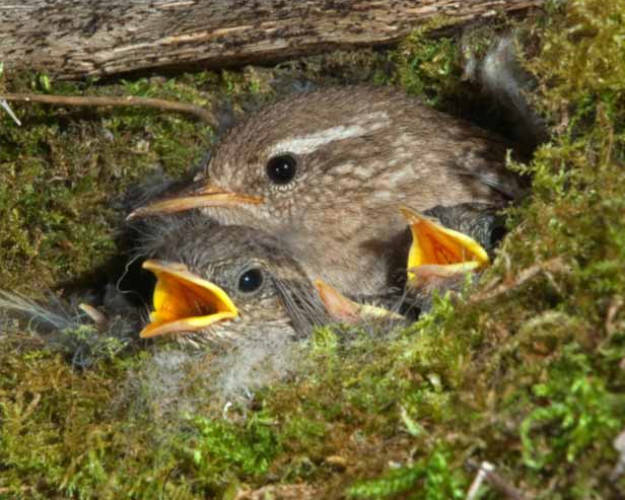 Zaunkönig mit Jungtieren im Nest