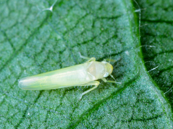 Zwergzikade Edwarsiana flavescens