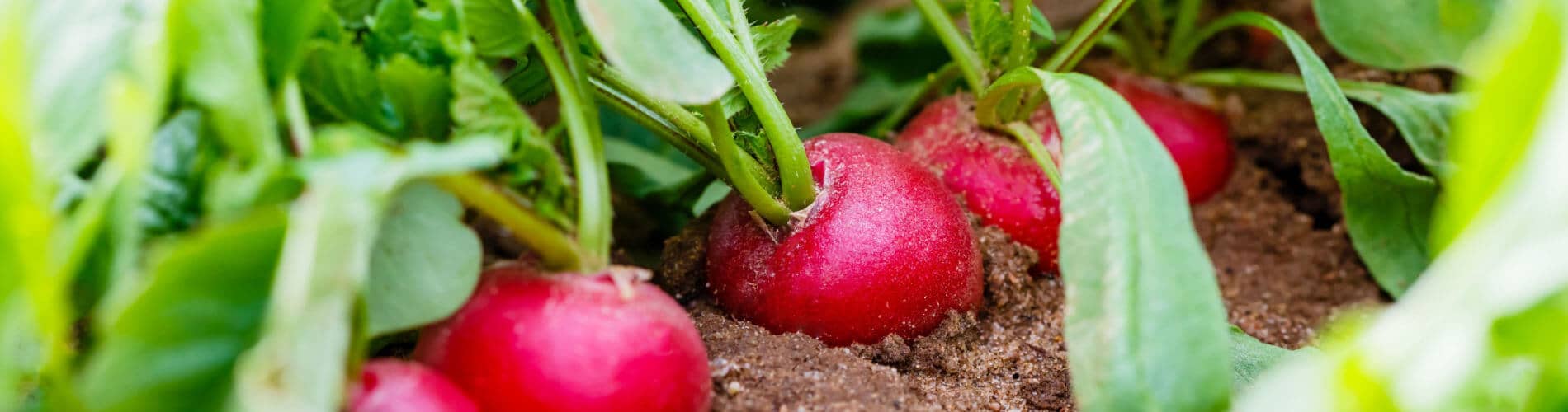 Aussaaten für Herbst- und Wintergemüse - Radieschen