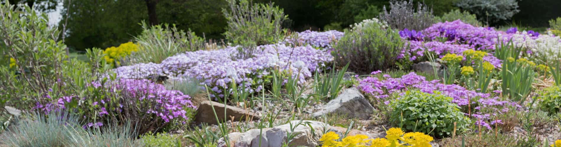 Phlox als Bodendeckerpflanze