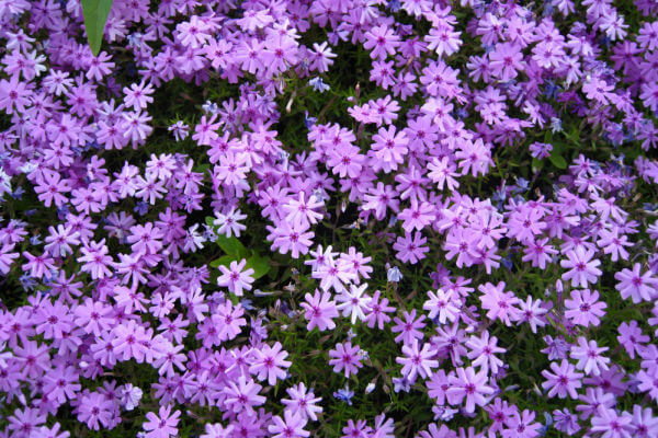 Phlox Blume