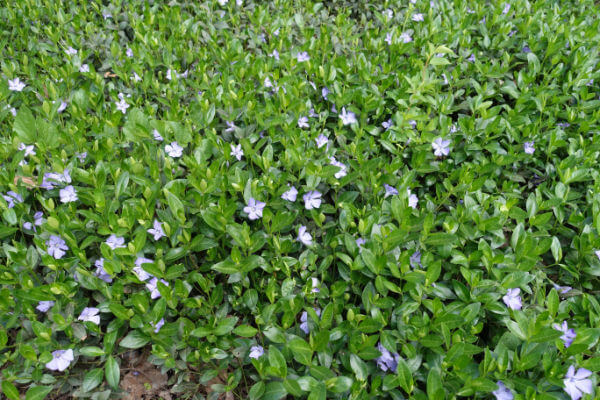 Kleines Immergrün (Vinca minor)