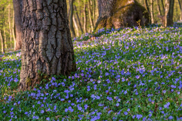 Kleines Immergrün (Vinca minor) unter Baum