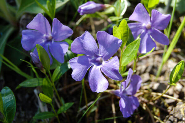 Kleines Immergrün (Vinca minor) Blüte