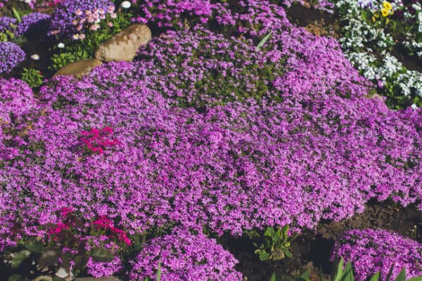 Blühender Phlox