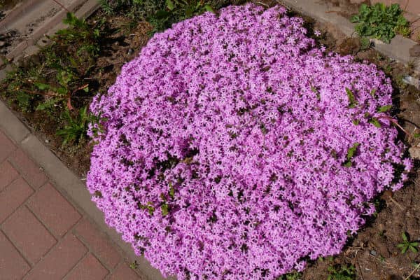 Rabatte mit blühendem Phlox