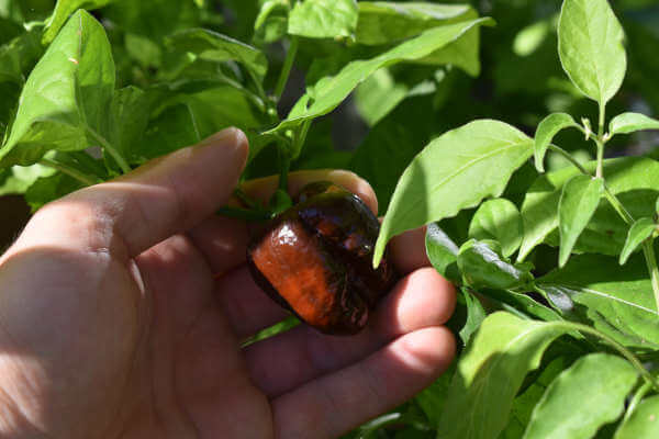 habanero-chocolate-ernte.jpg