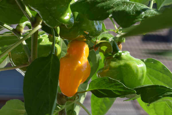 Chili Jamaican Hot Yellow